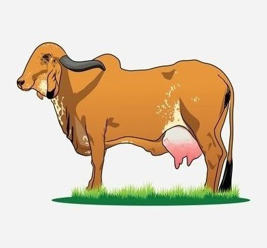 gir cow